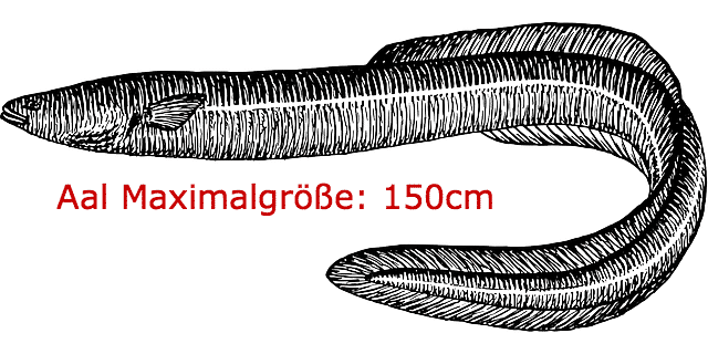 Aal Größe - maximal