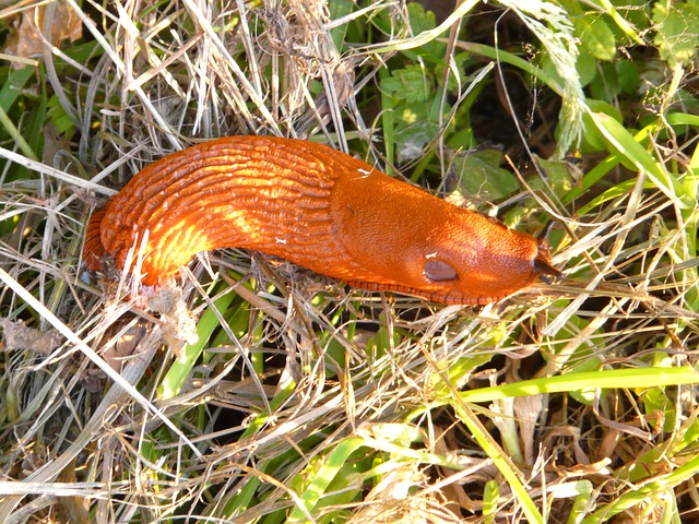 Aalangeln - Köder - Nacktschnecke