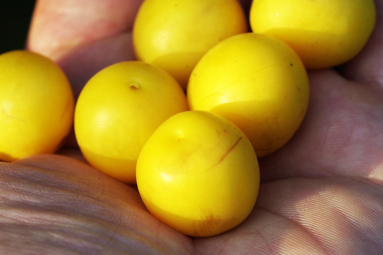 Karpfenboilies gelb in Hand