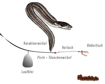Laufbleimontage – Top 5 für Karpfen, Aal, Zander, Hecht & Forelle