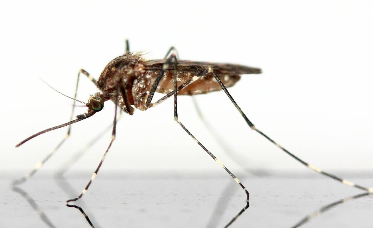 Schleienangeln - Köder Mückenlarven