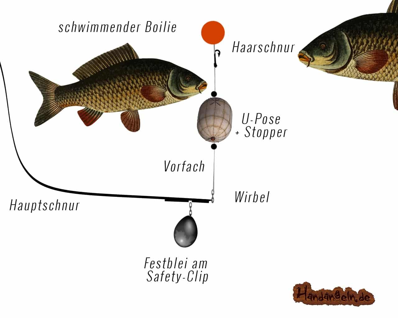 U-Pose Karpfen Friedfisch Carp Illustration