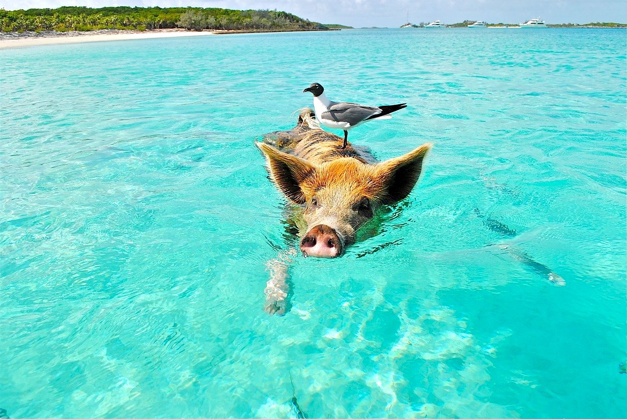 schwimmende Schweine Bahamas